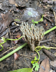 Phaeoclavulina cyanocephala