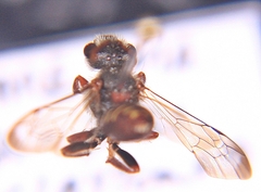 Nomada maculata