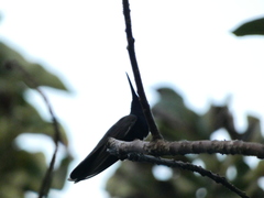 Anthracothorax mango