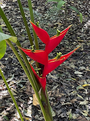 Image of Heliconia stricta