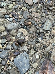 Silverstoneia flotator