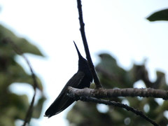 Anthracothorax mango