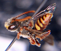 Nomada maculata