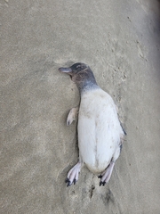 Eudyptula minor iredalei