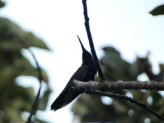 Anthracothorax mango