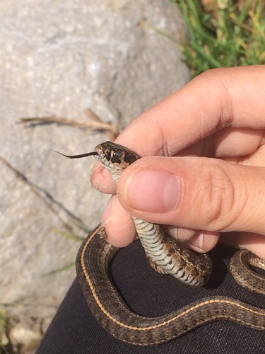 Short-tail Alpine Garter Snake