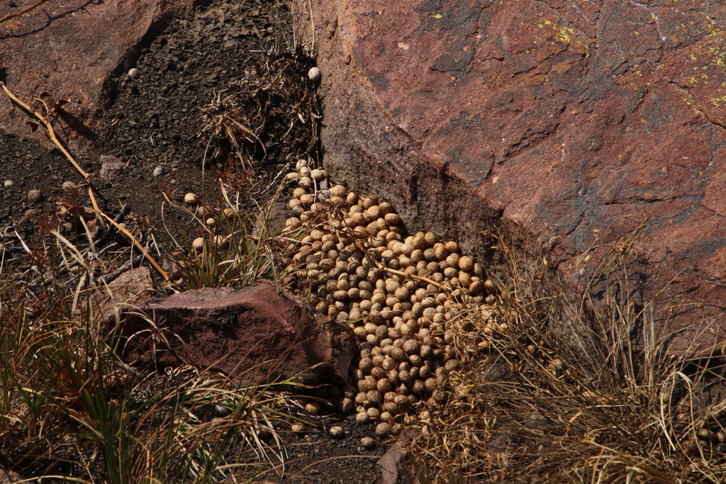 Jameson's Red Rock Hare