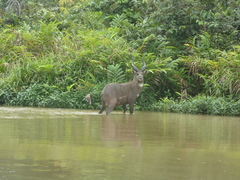Tragelaphus spekii gratus