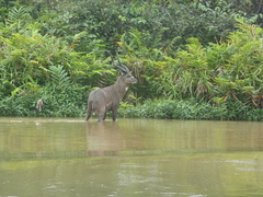 Tragelaphus spekii gratus
