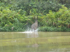 Tragelaphus spekii gratus