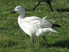 Anser caerulescens caerulescens