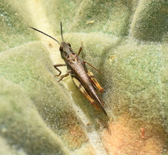 Chorthippus maritimus maritimus