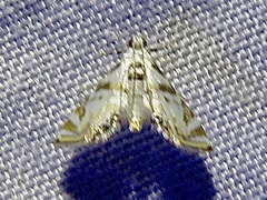 Argyractis