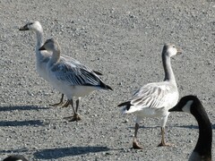 Anser caerulescens caerulescens