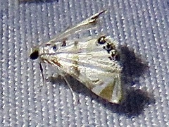 Argyractis