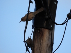 Campylorhynchus turdinus