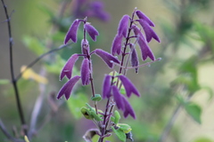 Salvia semiatrata