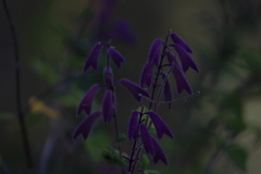 Salvia semiatrata