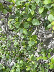 Cercocarpus minutiflorus