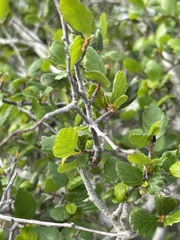 Cercocarpus minutiflorus