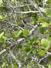Cercocarpus minutiflorus