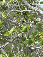 Cercocarpus minutiflorus