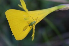 Odontura glabricauda