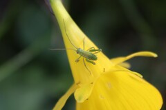 Odontura glabricauda