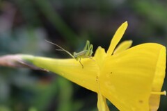 Odontura glabricauda