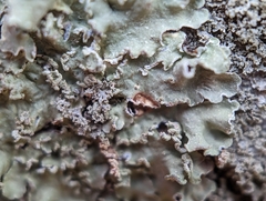 Flavopunctelia soredica