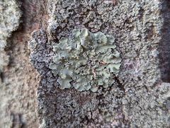 Flavopunctelia soredica