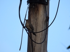 Campylorhynchus turdinus