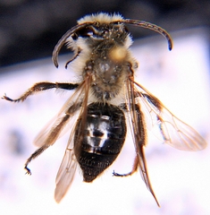 Andrena vicina