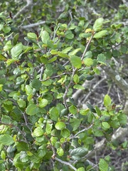 Cercocarpus minutiflorus