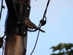 Campylorhynchus turdinus