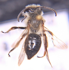 Andrena vicina