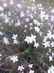 Nicotiana longiflora