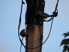 Campylorhynchus turdinus