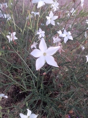 Nicotiana longiflora