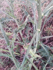 Nicotiana longiflora