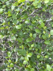 Cercocarpus minutiflorus