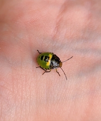 Glaucias amyoti