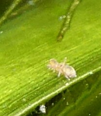 Sminthurides aquaticus