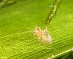 Sminthurides aquaticus