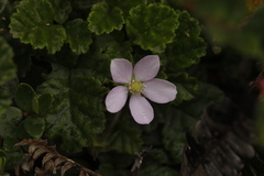 Rubus radicans