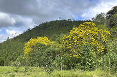 Handroanthus chrysanthus