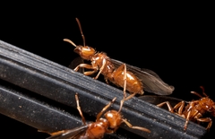 Lasius interjectus