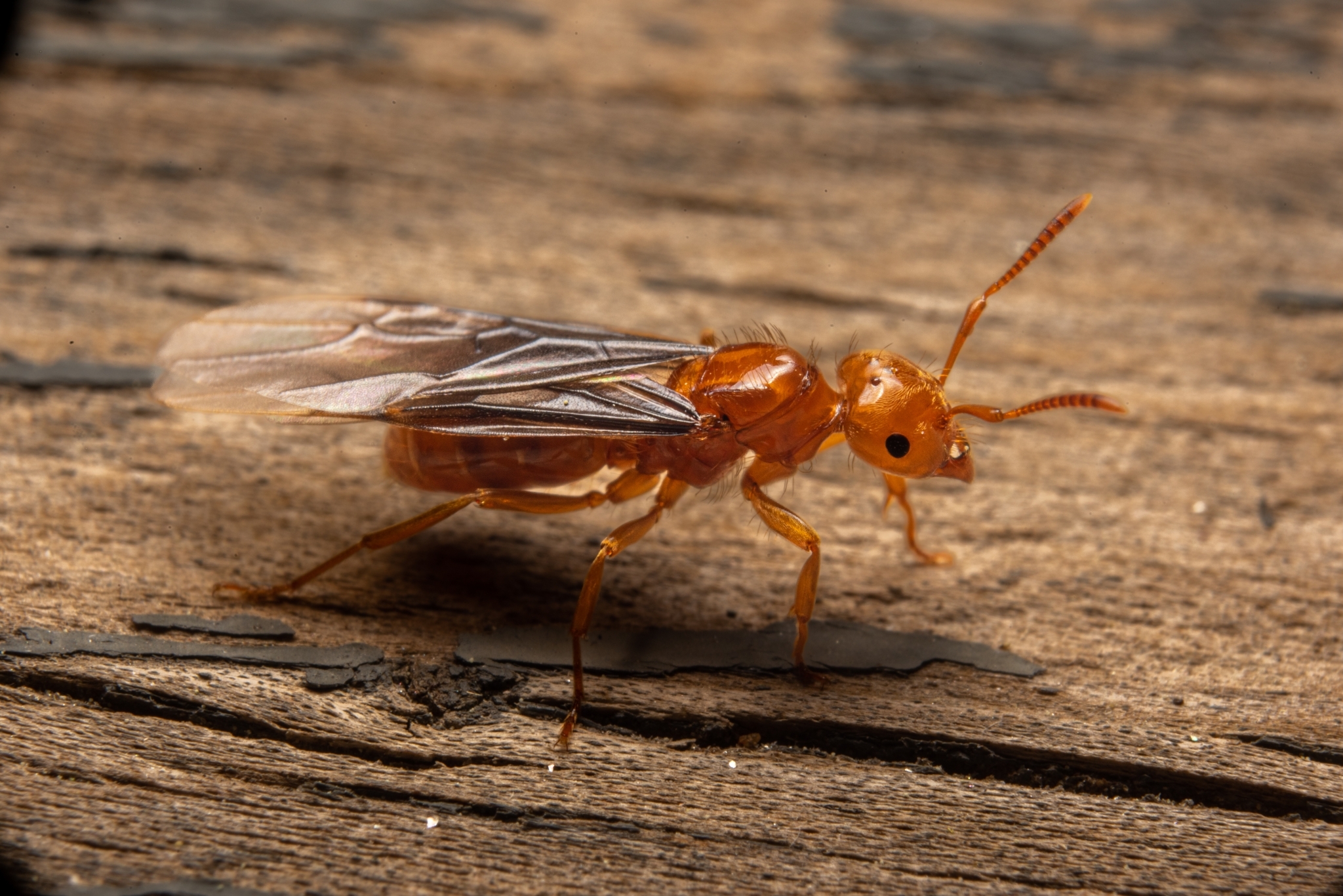 Larger Citronella Ant (Lasius interjectus) · iNaturalist