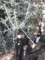 Condalia spathulata