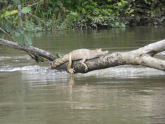 Mecistops leptorhynchus